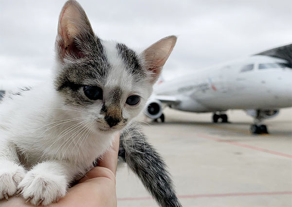 Rescued kitten