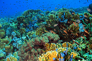 Sea life