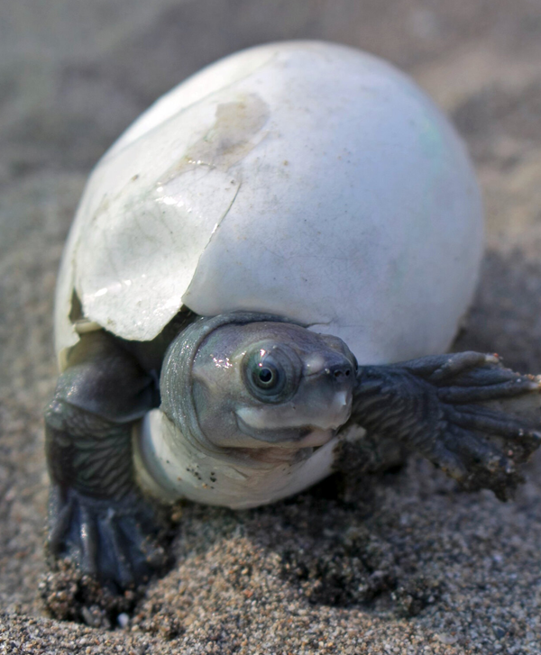 Burmese roofed turtle