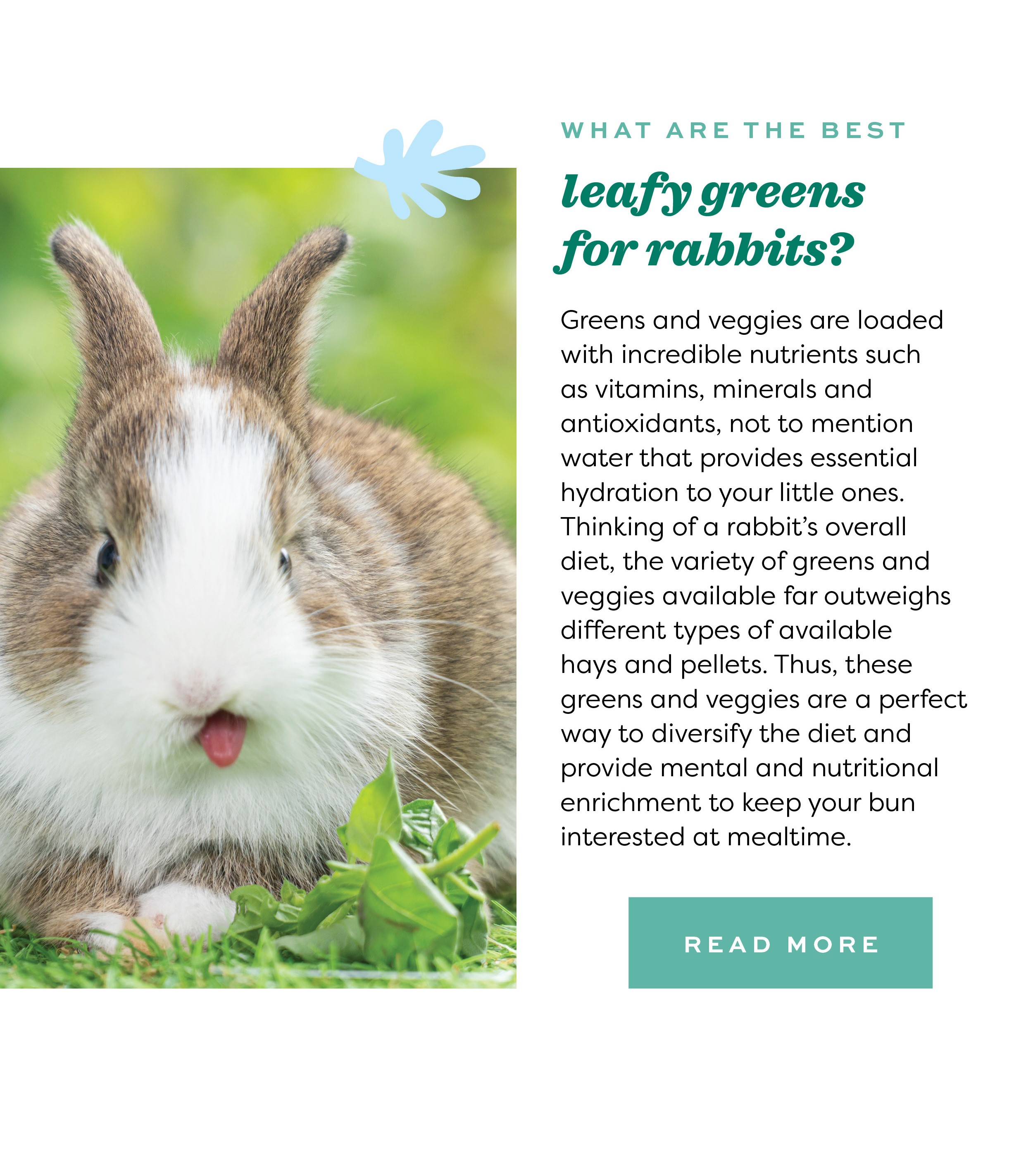 What are the Best Leafy Greens for Rabbits? 🥬 Oxbow Animal Health