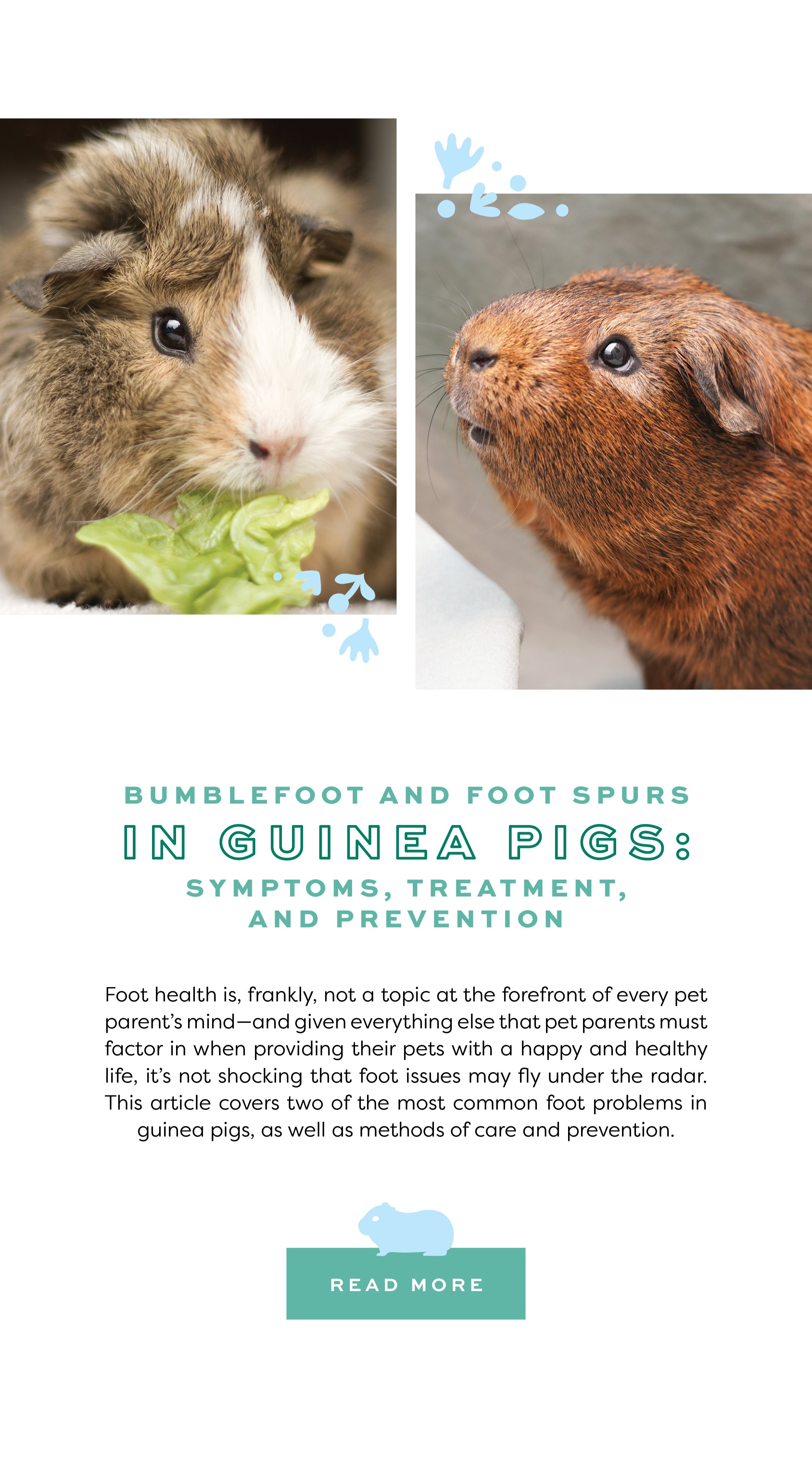 What are the Best Leafy Greens for Rabbits? 🥬 Oxbow Animal Health