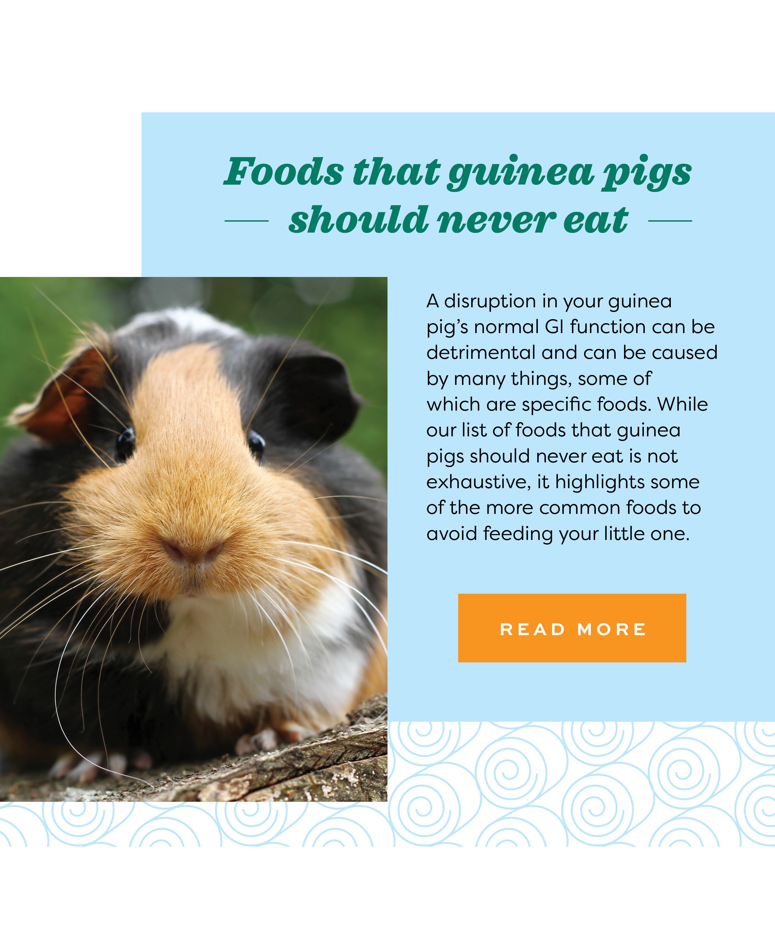 What are Foods that Guinea Pigs Should NEVER Eat? Oxbow Animal Health